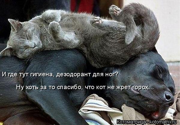 И где тут гигиена, дезодорант для ног? Ну хоть за то спасибо, что кот не жрет горох...... Котоматрица: И где тут гигиена, дезодорант для ног? Ну хоть за то спасибо, что кот не жрет горох...