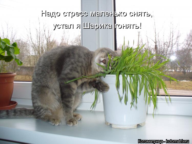 Котоматрица: Надо стресс маленько снять, устал я Шарика гонять!