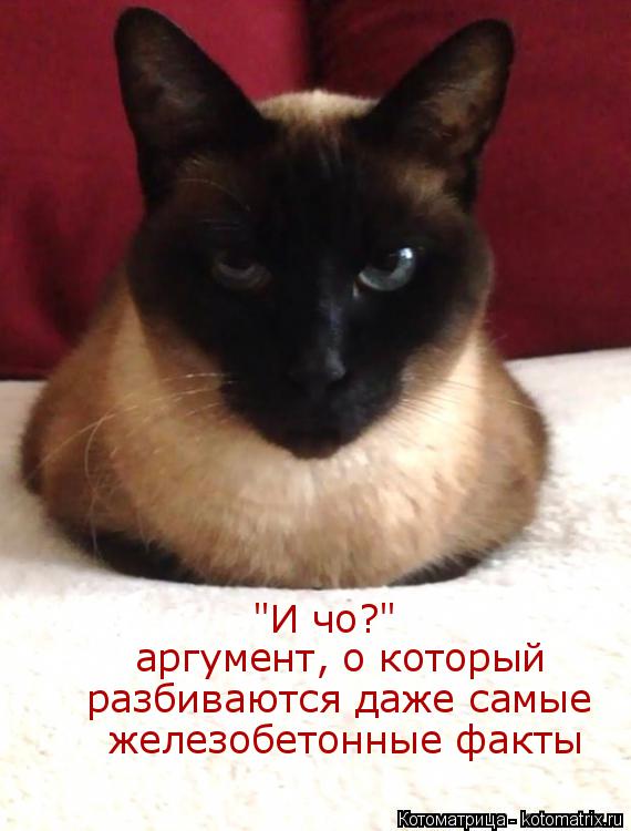 Котоматрица: "И чо?"   аргумент, о который  разбиваются даже самые  железобетонные факты