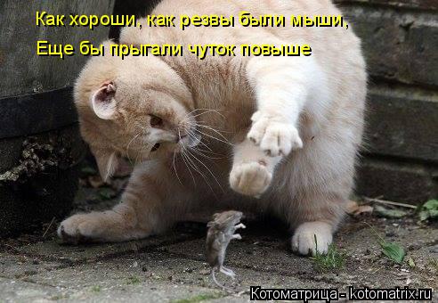 Как хороши, как резвы были мыши, Еще бы прыгали чуток повыше... Котоматрица: Как хороши, как резвы были мыши, Еще бы прыгали чуток повыше