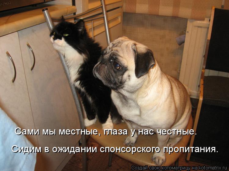Котоматрица: Сами мы местные, глаза у нас честные. Сидим в ожидании спонсорского пропитания.