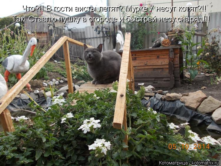 Что?!! В гости аисты летят? Мурке 7 несут котят?!! Так! Ставлю пушку в огороде и быстрей несу снаряд!... Котоматрица: Что?!! В гости аисты летят? Мурке 7 несут котят?!! Так! Ставлю пушку в огороде и быстрей несу снаряд!!!