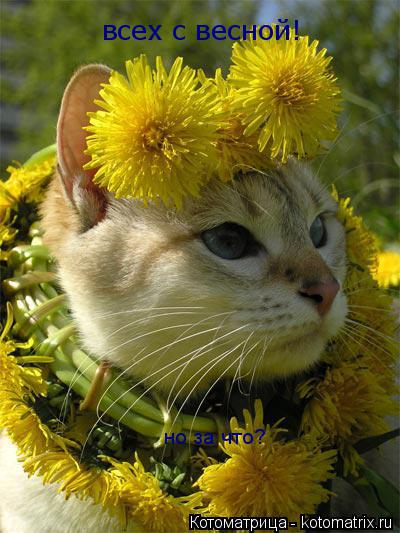 Котоматрица: всех с весной! но за что?