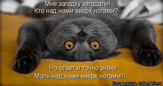 Но ответ я точно знаю! Моль над нами вверх ногами!!! Мне загадку загадали! Кто над нами вверх ногами?... Котоматрица: Но ответ я точно знаю! Моль над нами вверх ногами!!! Мне загадку загадали! Кто над нами вверх ногами?