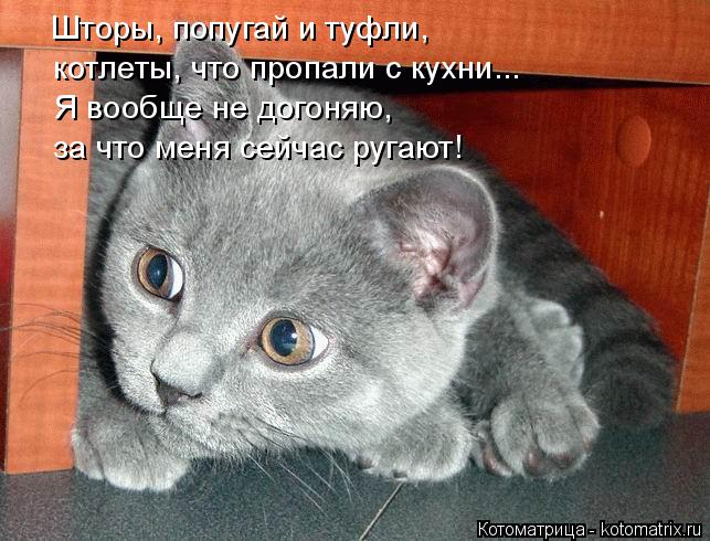 Котоматрица: Шторы, попугай и туфли, котлеты, что пропали с кухни... Я вообще не догоняю, за что меня сейчас ругают!