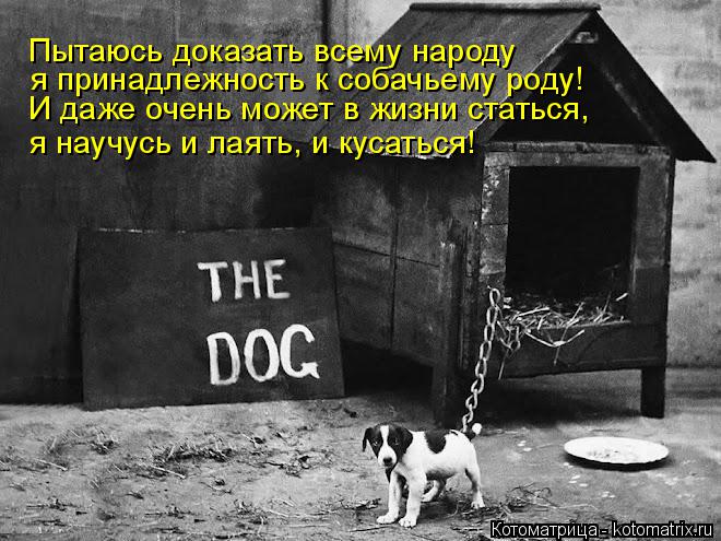Пытаюсь доказать всему народу я принадлежность к собачьему роду! И даже очень может в жизни статься, ... Котоматрица: Пытаюсь доказать всему народу я принадлежность к собачьему роду! И даже очень может в жизни статься, я научусь и лаять, и кусаться!