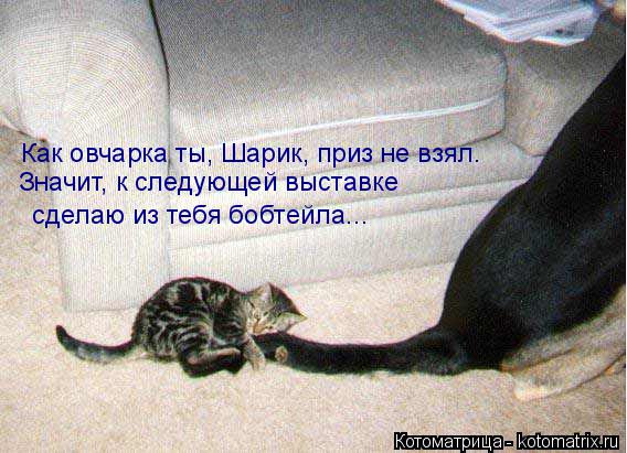 Как овчарка ты, Шарик, приз не взял. Значит, к следующей выставке сделаю из тебя бобтейла...... Котоматрица: Как овчарка ты, Шарик, приз не взял. Значит, к следующей выставке сделаю из тебя бобтейла...