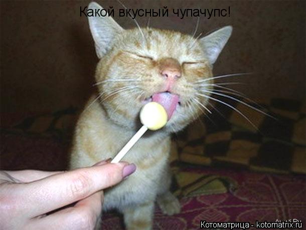Какой вкусный чупачупс!... Котоматрица: Какой вкусный чупачупс!
