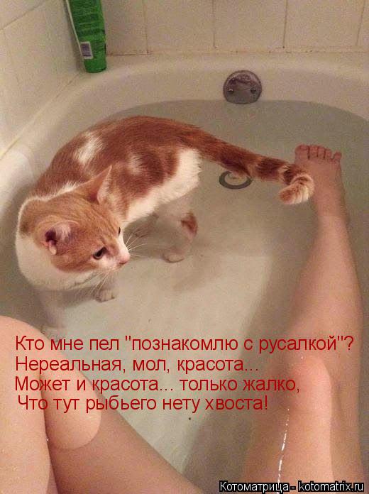Котоматрица: Кто мне пел "познакомлю с русалкой"? Нереальная, мол, красота... Может и красота... только жалко, Что тут рыбьего нету хвоста!