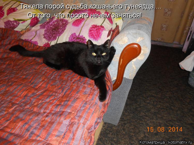 Тяжела порой судьба кошачьего тунеядца.... От того, что просто нечем заняться!... Котоматрица: Тяжела порой судьба кошачьего тунеядца.... От того, что просто нечем заняться!