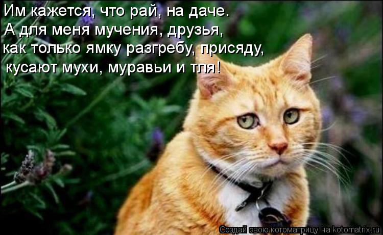 Котоматрица: Им кажется, что рай, на даче. как только ямку разгребу, присяду, кусают мухи, муравьи и тля! А для меня мучения, друзья,