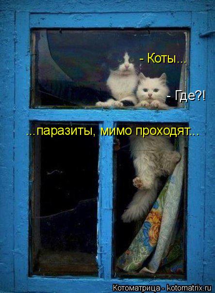 - Где?! - Коты... ...паразиты, мимо проходят...... Котоматрица: - Где?! - Коты... ...паразиты, мимо проходят...