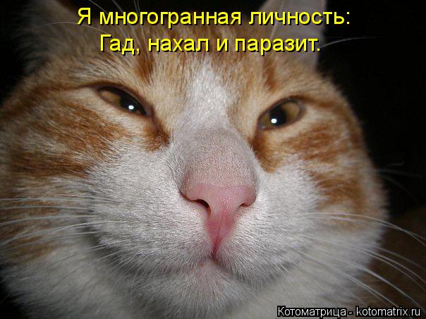 Я многогранная личность: Гад, нахал и паразит.... Котоматрица: Я многогранная личность: Гад, нахал и паразит.