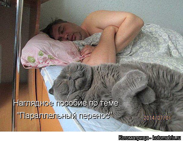 Наглядное пособие по теме "Параллельный перенос"... Котоматрица: Наглядное пособие по теме "Параллельный перенос"