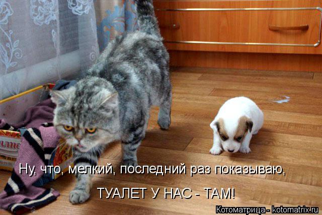 Ну, что, мелкий, последний раз показываю, ТУАЛЕТ У НАС - ТАМ!... Котоматрица: Ну, что, мелкий, последний раз показываю, ТУАЛЕТ У НАС - ТАМ!