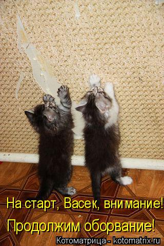 Котоматрица: Продолжим оборвание! На старт, Васек, внимание!