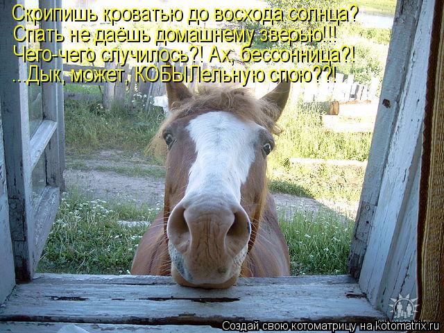 Котоматрица: Скрипишь кроватью до восхода солнца? Спать не даёшь домашнему зверью!!! Чего-чего случилось?! Ах, бессонница?! ...Дык, может, КОБЫЛельную спою??!