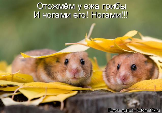 Отожмём у ежа грибы И ногами его! Ногами!!!... Котоматрица: Отожмём у ежа грибы И ногами его! Ногами!!!