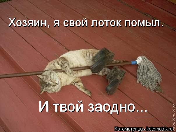 Котоматрица: Хозяин, я свой лоток помыл. И твой заодно...