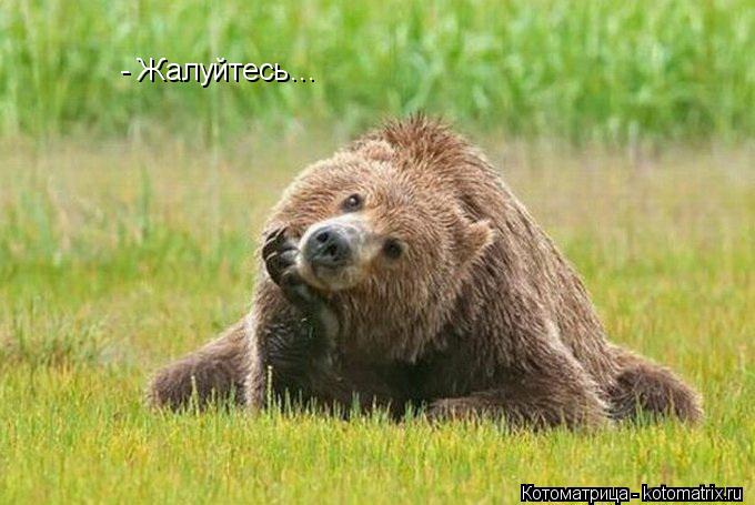 - Жалуйтесь…... Котоматрица: - Жалуйтесь…
