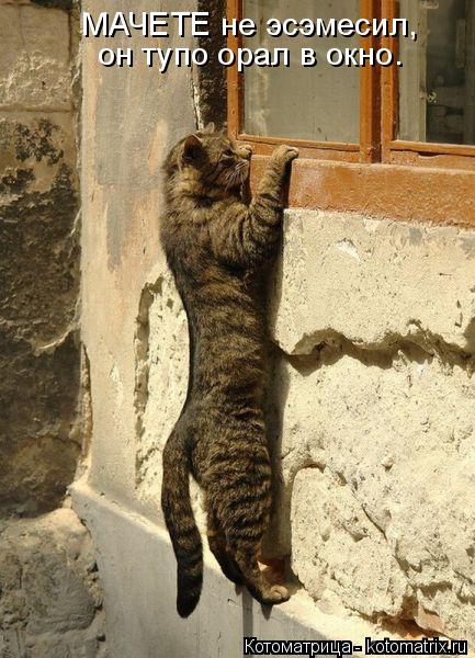 МАЧЕТЕ не эсэмесил, он тупо орал в окно.... Котоматрица: МАЧЕТЕ не эсэмесил, он тупо орал в окно.