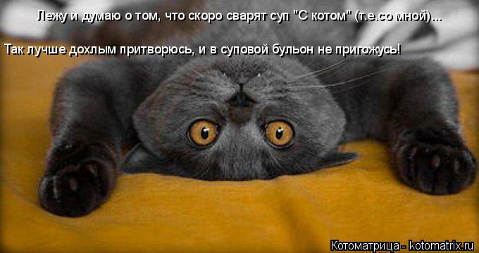 Лежу и думаю о том, что скоро сварят суп "С котом" (т.е.со мной)... Так лучше дохлым притворюсь, и... Котоматрица: Лежу и думаю о том, что скоро сварят суп "С котом" (т.е.со мной)... Так лучше дохлым притворюсь, и в суповой бульон не пригожусь!