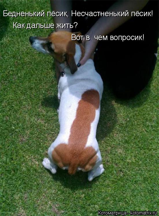 Бедненький пёсик, Несчастненький пёсик! Как дальше жить? Вот в чем вопросик!... Котоматрица: Бедненький пёсик, Несчастненький пёсик! Как дальше жить? Вот в чем вопросик!