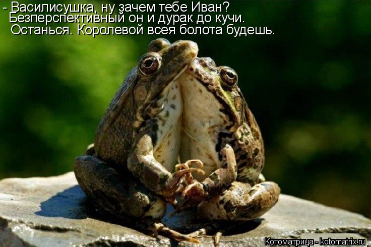Котоматрица: - Василисушка, ну зачем тебе Иван? Безперспективный он и дурак до кучи. Останься. Королевой всея болота будешь.