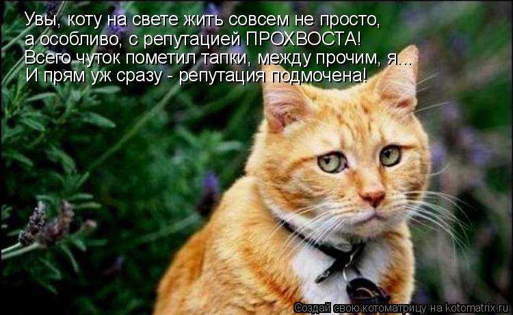 Увы, коту на свете жить совсем не просто, а особливо, с репутацией ПРОХВОСТА! Всего чуток пометил тап... Котоматрица: Увы, коту на свете жить совсем не просто, а особливо, с репутацией ПРОХВОСТА! Всего чуток пометил тапки, между прочим, я... И прям уж сразу - реп