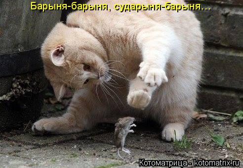 Барыня-барыня, сударыня-барыня…... Котоматрица: Барыня-барыня, сударыня-барыня…