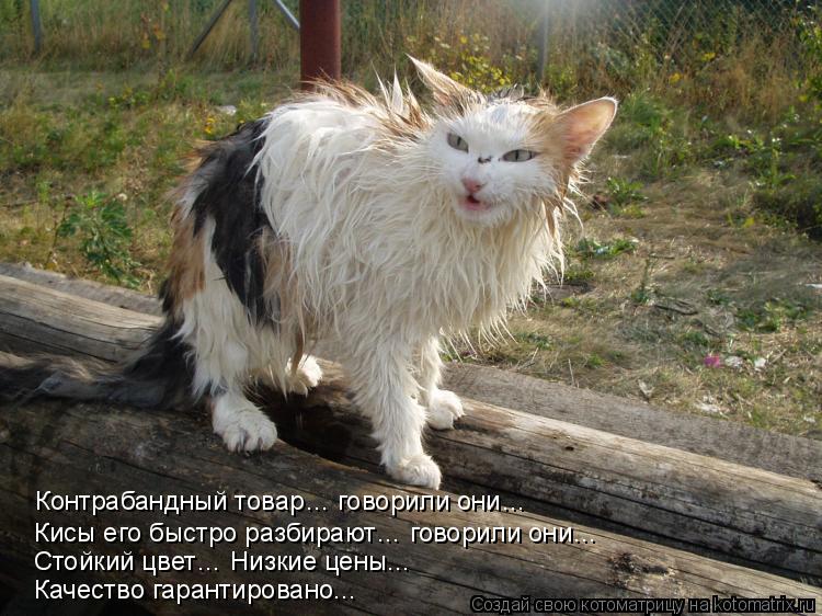 Контрабандный товар… говорили они… Кисы его быстро разбирают… говорили они… Стойкий цвет… Низкие цены... Котоматрица: Контрабандный товар… говорили они… Кисы его быстро разбирают… говорили они… Стойкий цвет… Низкие цены... Качество гарантировано...