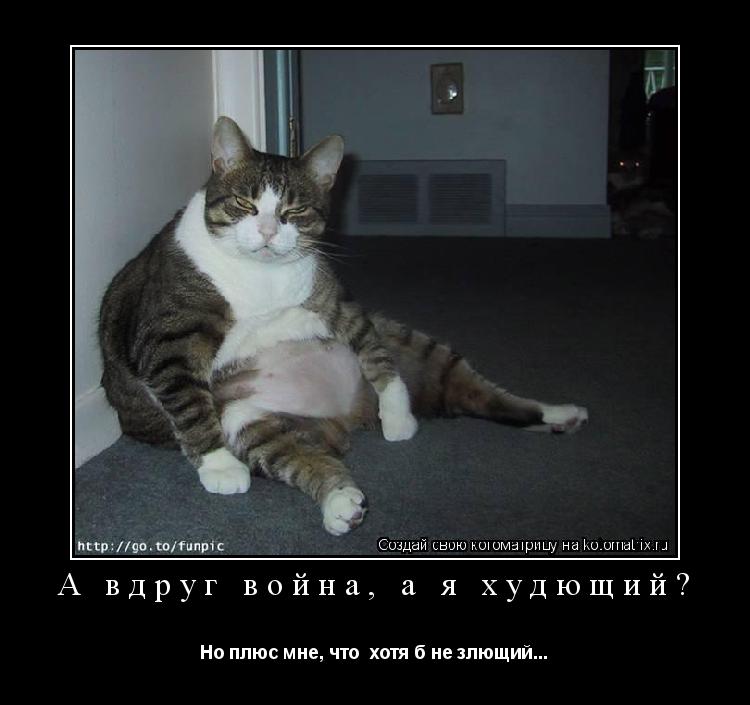 А вдруг война, а я худющий? Но плюс мне, что хотя б не злющий...... Котоматрица: А вдруг война, а я худющий? Но плюс мне, что хотя б не злющий...