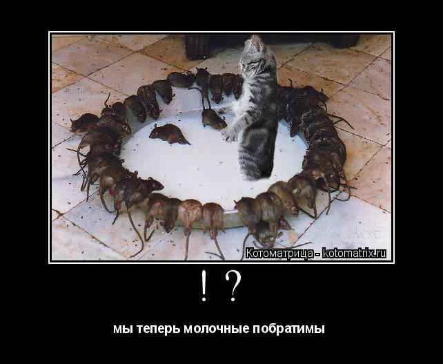 !? мы теперь молочные побратимы ... Котоматрица: !? мы теперь молочные побратимы