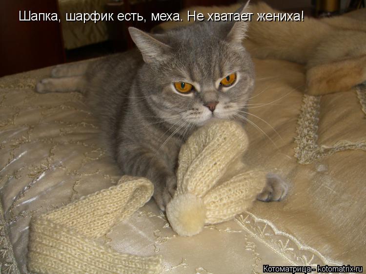 Шапка, шарфик есть, меха. Не хватает жениха!... Котоматрица: Шапка, шарфик есть, меха. Не хватает жениха!