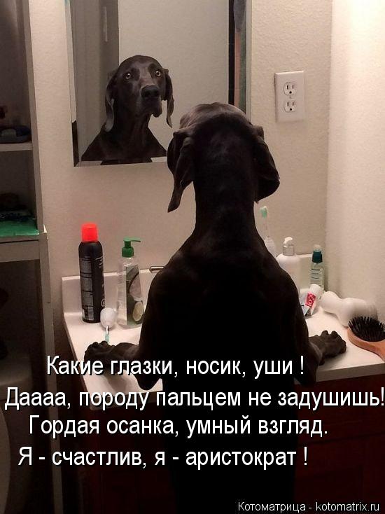 Какие глазки, носик, уши ! Даааа, породу пальцем не задушишь! Гордая осанка, умный взгляд. Я - счастл... Котоматрица: Какие глазки, носик, уши ! Даааа, породу пальцем не задушишь! Гордая осанка, умный взгляд. Я - счастлив, я - аристократ !