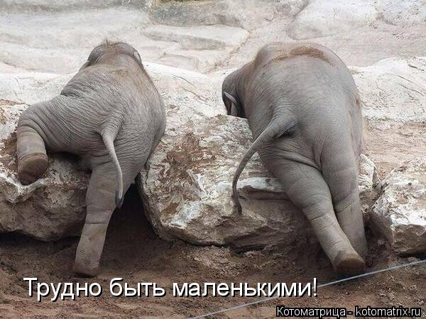 Трудно быть маленькими!... Котоматрица: Трудно быть маленькими!