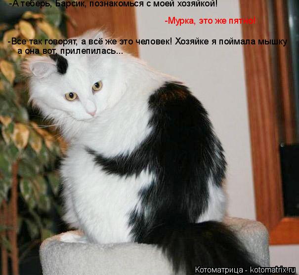 Котоматрица: -А теберь, Барсик, познакомься с моей хозяйкой! -Мурка, это же пятно! -Все так говорят, а всё же это человек! Хозяйке я поймала мышку  а она вот, 