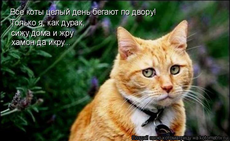Котоматрица: Все коты целый день бегают по двору! Только я, как дурак, сижу дома и жру хамон да икру...
