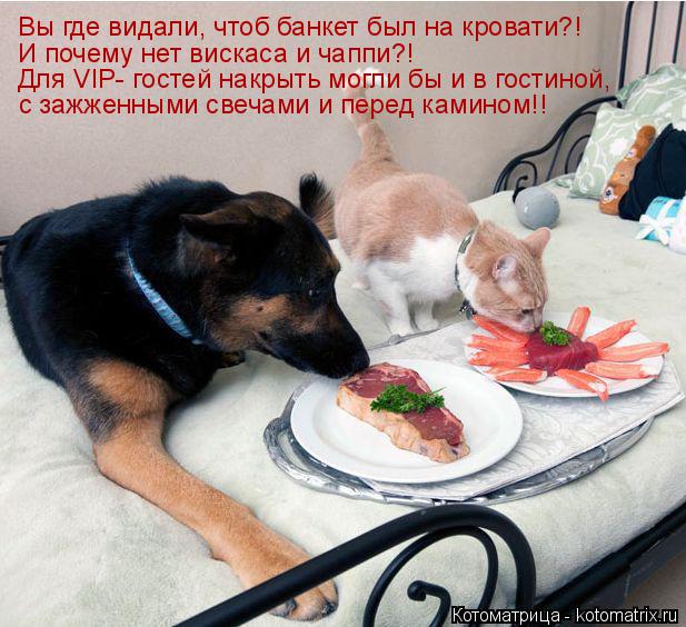 Вы где видали, чтоб банкет был на кровати?! И почему нет вискаса и чаппи?! Для VIP- гостей накрыть мо... Котоматрица: Вы где видали, чтоб банкет был на кровати?! И почему нет вискаса и чаппи?! Для VIP- гостей накрыть могли бы и в гостиной, с зажженными свечами и п
