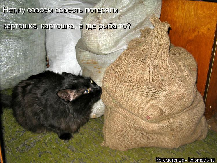 Нет,ну совсем совесть потеряли,- картошка, картошка, а где рыба то?... Котоматрица: Нет,ну совсем совесть потеряли,- картошка, картошка, а где рыба то?