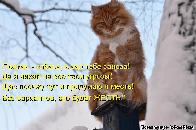 Котоматрица: Полкан - собака, в зад тебе заноза! Да я чихал на все твои угрозы! Щас посижу тут и придумаю я месть! Без вариантов, это будет ЖЕСТЬ!!