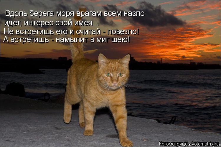 Котоматрица: Вдоль берега моря врагам всем назло идет, интерес свой имея... Не встретишь его и считай - повезло! А встретишь - намылит в миг шею!