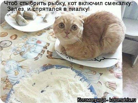Котоматрица: Чтоб стыбрить рыбку, кот включил смекалку: Залез, и спрятался в пиалку!