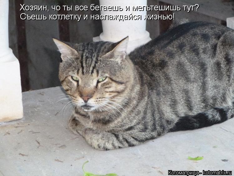 Котоматрица: Хозяин, чо ты все бегаешь и мельтешишь тут? Съешь котлетку и наслаждайся жизнью!