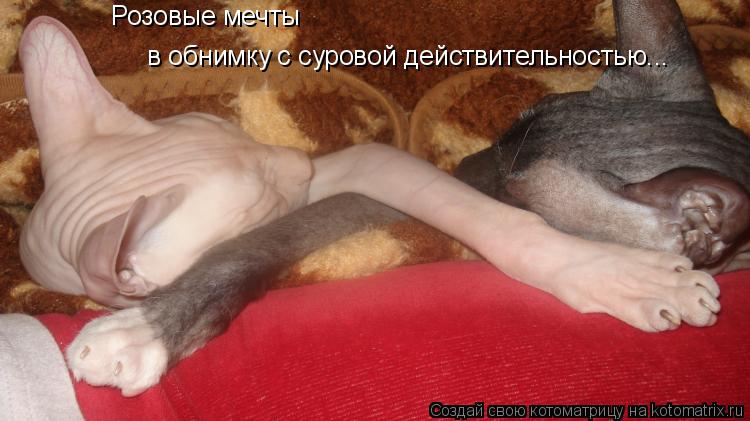 Розовые мечты в обнимку с суровой действительностью...... Котоматрица: Розовые мечты в обнимку с суровой действительностью...