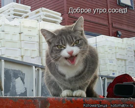 Котоматрица: Доброе утро,сосед!