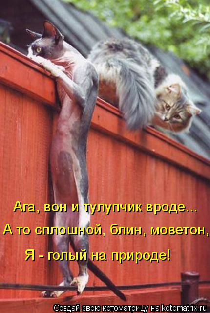 Ага, вон и тулупчик вроде... А то сплошной, блин, моветон, Я - голый на природе!... Котоматрица: Ага, вон и тулупчик вроде... А то сплошной, блин, моветон, Я - голый на природе!
