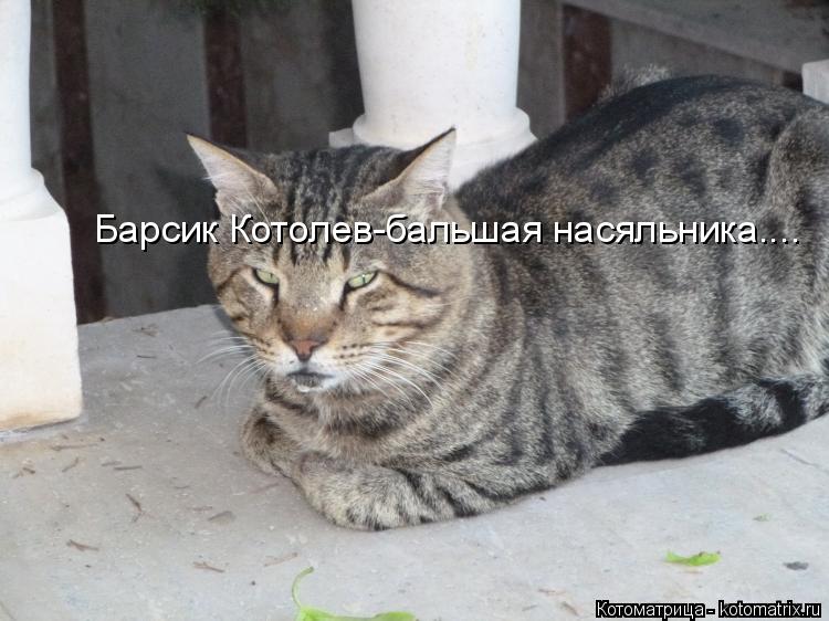 Барсик Котолев-бальшая насяльника....... Котоматрица: Барсик Котолев-бальшая насяльника....