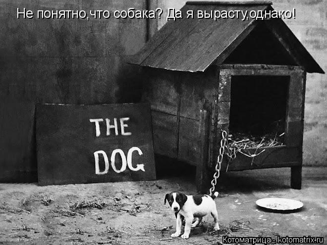 Котоматрица: Не понятно,что собака? Да я вырасту,однако!