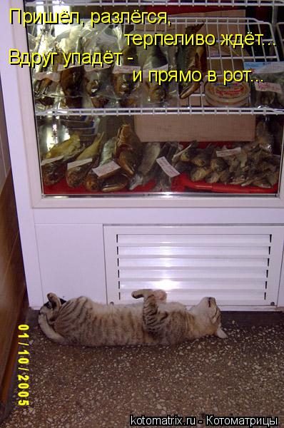 Пришёл, разлёгся, терпеливо ждёт... Вдруг упадёт - и прямо в рот...... Котоматрица: Пришёл, разлёгся, терпеливо ждёт... Вдруг упадёт - и прямо в рот...